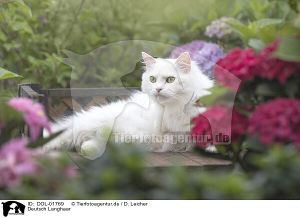 Deutsch Langhaar / German Longhair / DOL-01769