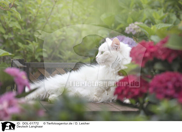 Deutsch Langhaar / German Longhair / DOL-01772