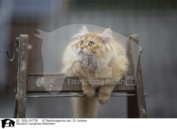 Deutsch Langhaar Ktzchen / German Longhair Kitten / DOL-01778