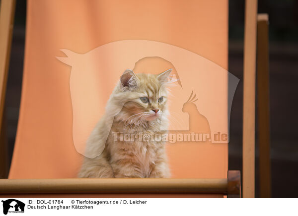 Deutsch Langhaar Ktzchen / German Longhair Kitten / DOL-01784