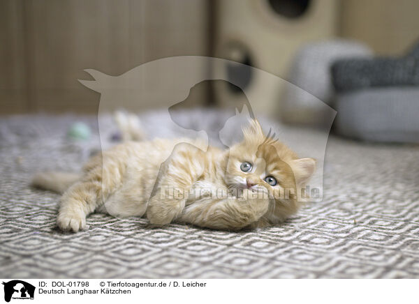 Deutsch Langhaar Ktzchen / German Longhair Kitten / DOL-01798