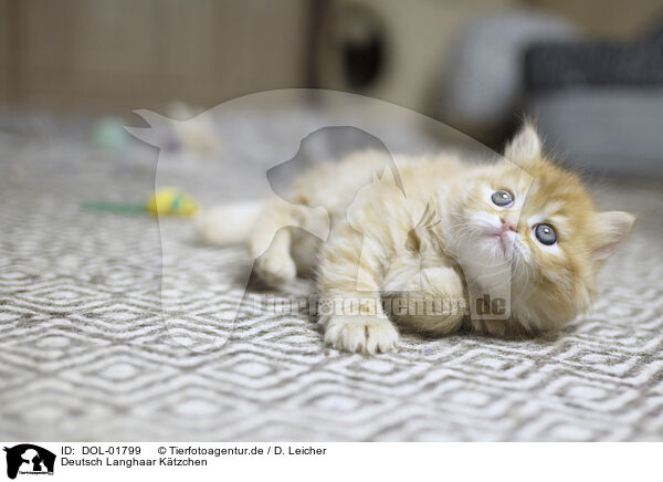 Deutsch Langhaar Ktzchen / German Longhair Kitten / DOL-01799