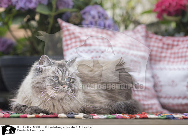 Deutsch Langhaar / German Longhair / DOL-01800
