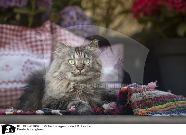 Deutsch Langhaar / German Longhair / DOL-01802