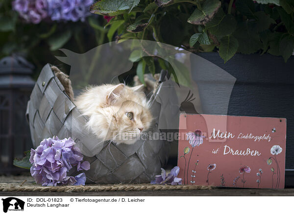 Deutsch Langhaar / German Longhair / DOL-01823