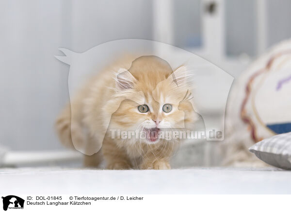Deutsch Langhaar Ktzchen / German Longhair Kitten / DOL-01845