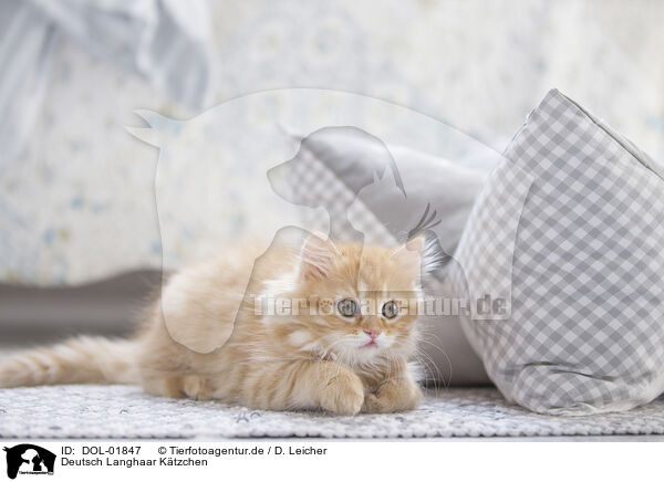 Deutsch Langhaar Ktzchen / German Longhair Kitten / DOL-01847