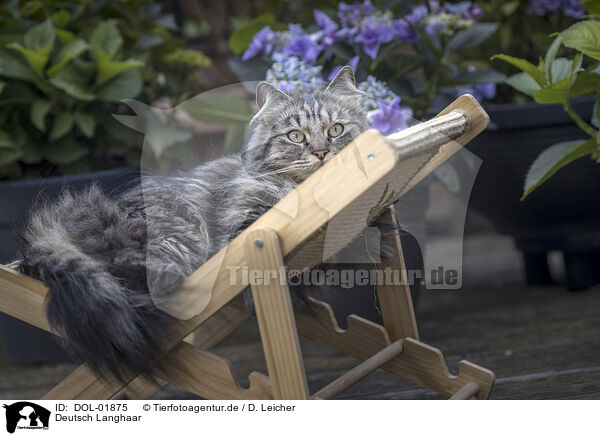 Deutsch Langhaar / German Longhair / DOL-01875