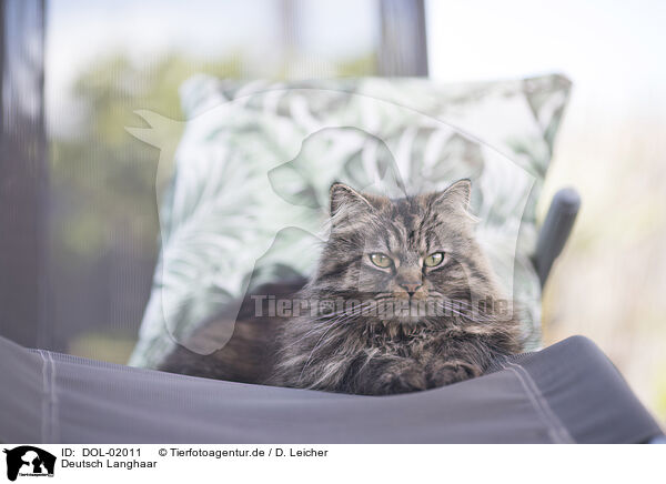 Deutsch Langhaar / German Longhair / DOL-02011