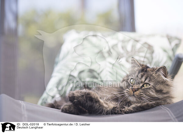 Deutsch Langhaar / German Longhair / DOL-02018