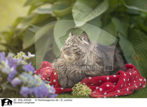 Deutsch Langhaar / German Longhair / DOL-02026