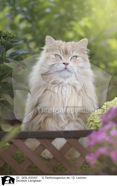 Deutsch Langhaar / German Longhair / DOL-02040