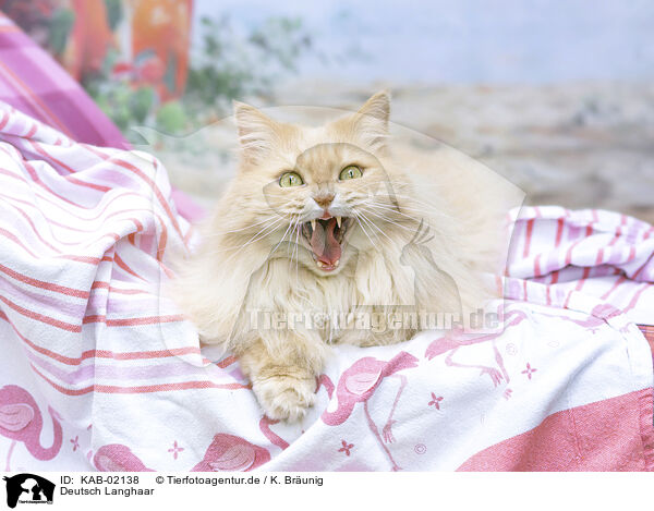 Deutsch Langhaar / German Longhair / KAB-02138