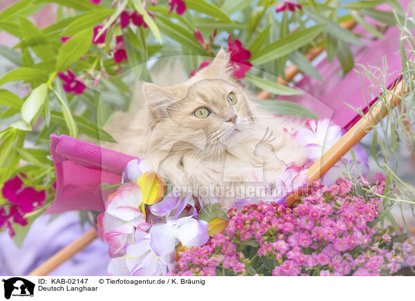 Deutsch Langhaar / German Longhair / KAB-02147