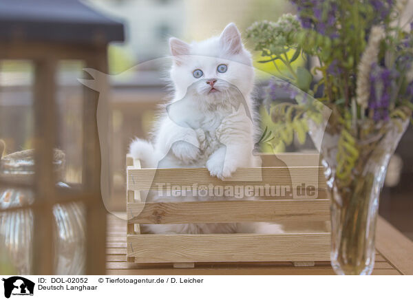 Deutsch Langhaar / German Longhair / DOL-02052