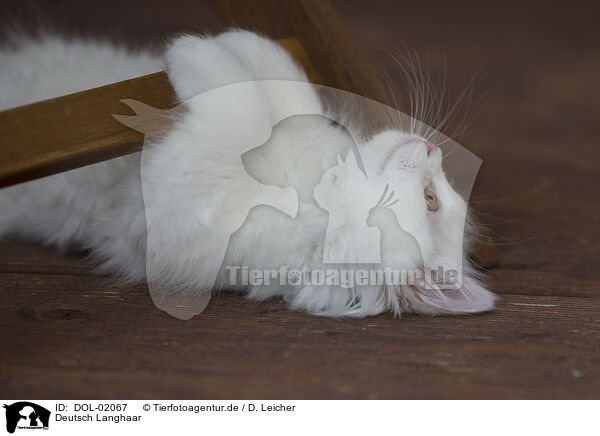 Deutsch Langhaar / German Longhair / DOL-02067