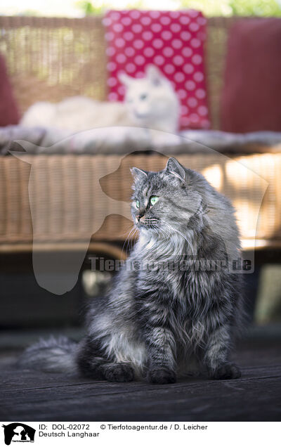 Deutsch Langhaar / German Longhair / DOL-02072