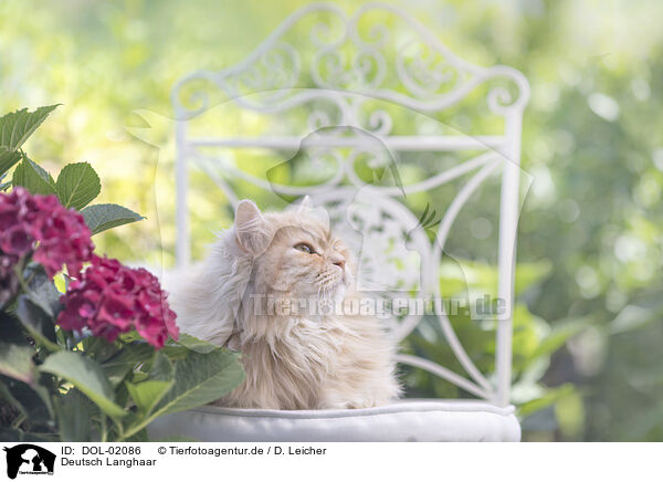 Deutsch Langhaar / German Longhair / DOL-02086