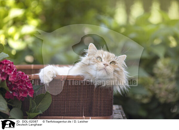 Deutsch Langhaar / German Longhair / DOL-02087