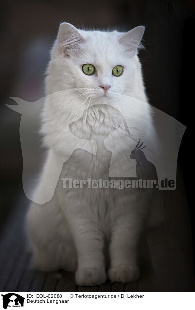 Deutsch Langhaar / German Longhair / DOL-02088