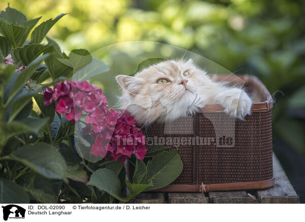 Deutsch Langhaar / German Longhair / DOL-02090