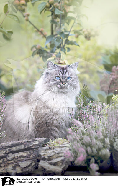 Deutsch Langhaar / German Longhair / DOL-02098
