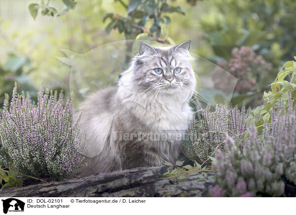 Deutsch Langhaar / German Longhair / DOL-02101