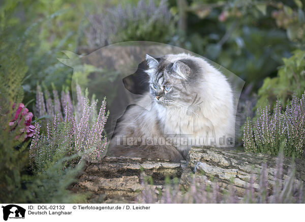 Deutsch Langhaar / German Longhair / DOL-02132
