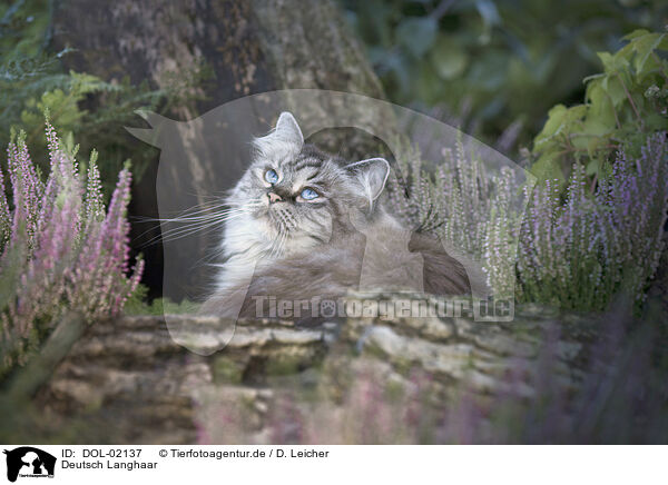 Deutsch Langhaar / German Longhair / DOL-02137