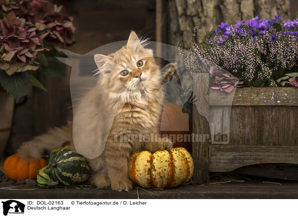 Deutsch Langhaar / German Longhair / DOL-02163