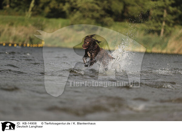 Deutsch Langhaar / German longhaired Pointer / KB-14908