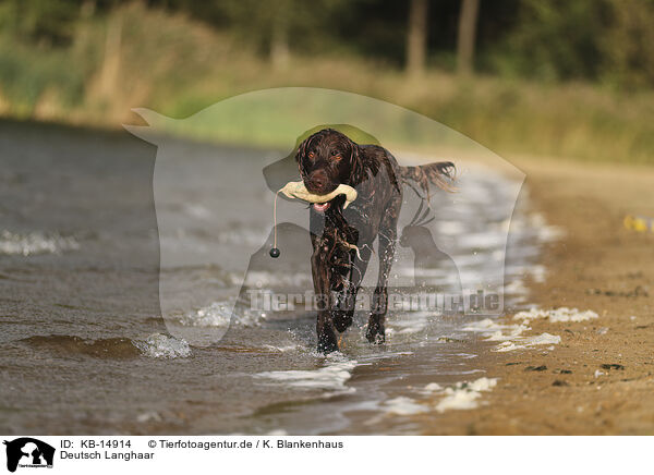 Deutsch Langhaar / German longhaired Pointer / KB-14914