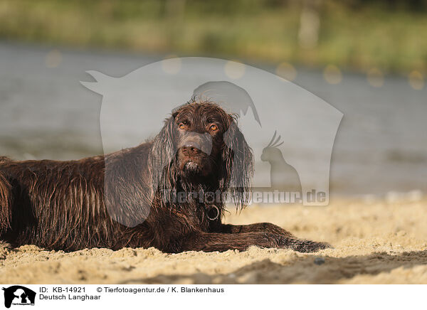 Deutsch Langhaar / German longhaired Pointer / KB-14921
