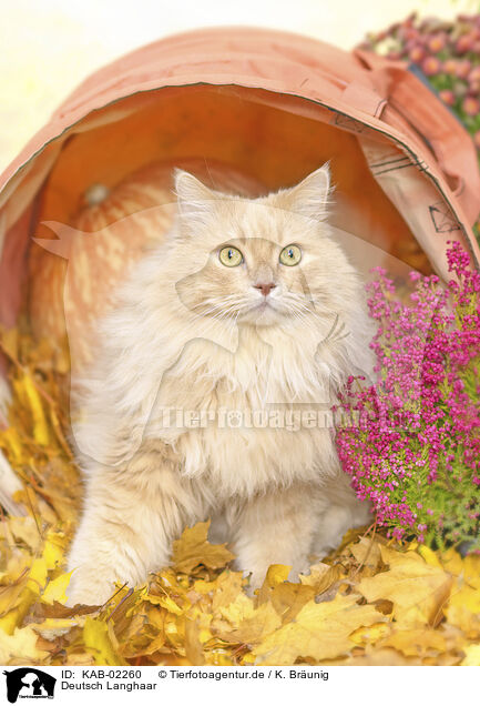 Deutsch Langhaar / German longhair cat / KAB-02260