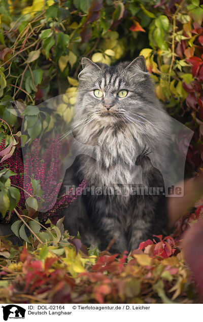 Deutsch Langhaar / German Longhair Cat / DOL-02164