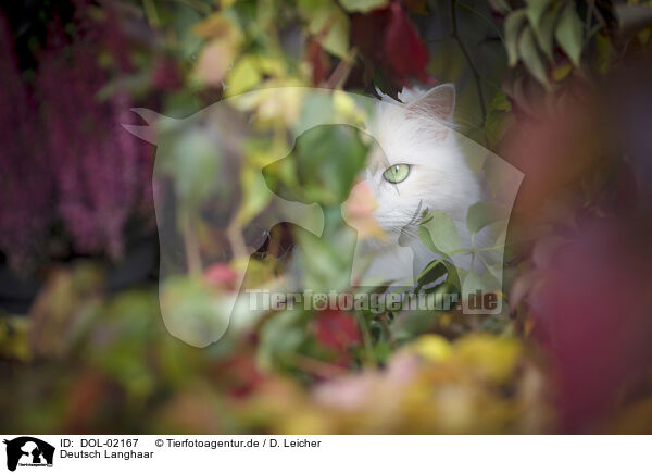 Deutsch Langhaar / German Longhair Cat / DOL-02167