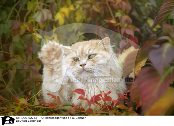 Deutsch Langhaar / German Longhair Cat / DOL-02212