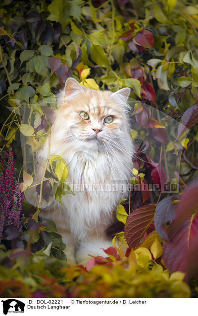 Deutsch Langhaar / German Longhair Cat / DOL-02221