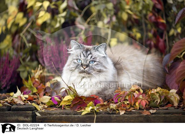 Deutsch Langhaar / German Longhair Cat / DOL-02224