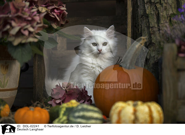 Deutsch Langhaar / German Longhair Cat / DOL-02241
