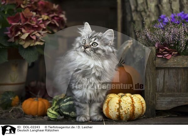 Deutsch Langhaar Ktzchen / German Longhair Kitten / DOL-02243