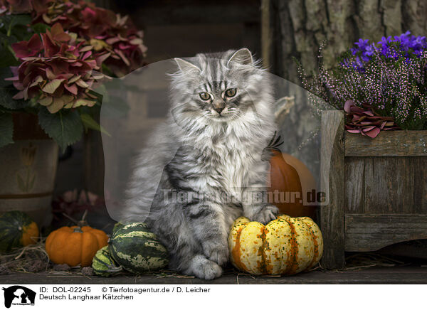 Deutsch Langhaar Ktzchen / German Longhair Kitten / DOL-02245