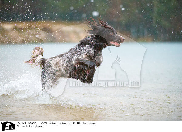 Deutsch Langhaar / German longhair pointer / KB-16930