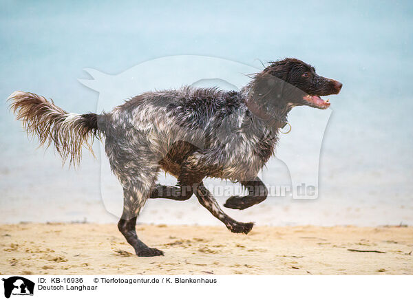 Deutsch Langhaar / German longhair pointer / KB-16936