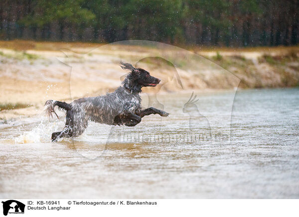 Deutsch Langhaar / German longhair pointer / KB-16941
