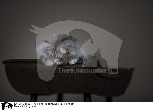 Deutsch Langhaar / German Shorthair Cat / LP-01032