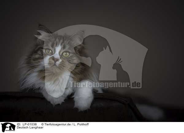 Deutsch Langhaar / German Shorthair Cat / LP-01038