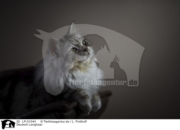 Deutsch Langhaar / German Shorthair Cat / LP-01044
