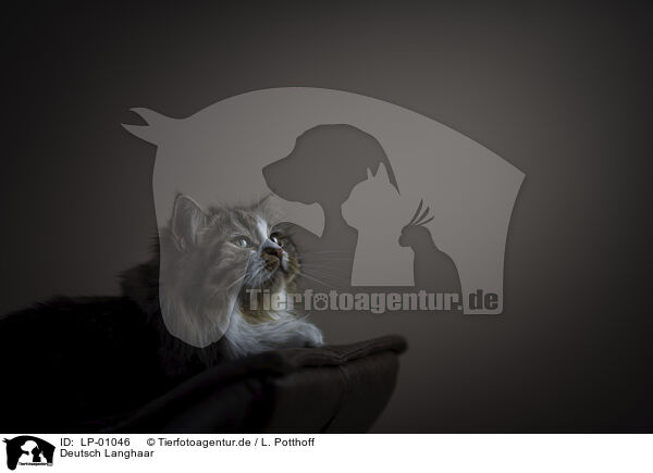 Deutsch Langhaar / German Shorthair Cat / LP-01046
