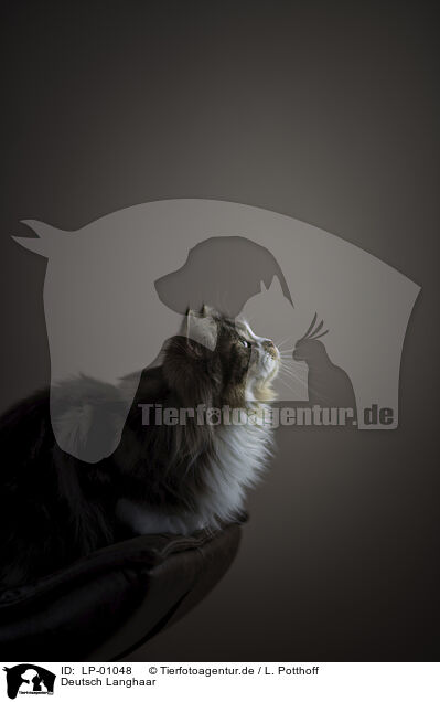 Deutsch Langhaar / German Shorthair Cat / LP-01048